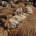 Aïd Al-Adha: le prix des moutons pourrait augmenter de 15%